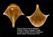 Diacria trispinosa (f) atlantica
